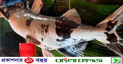 শ্রীমঙ্গলে মাছের মেলায় ৭২ কেজির বাঘাইড়