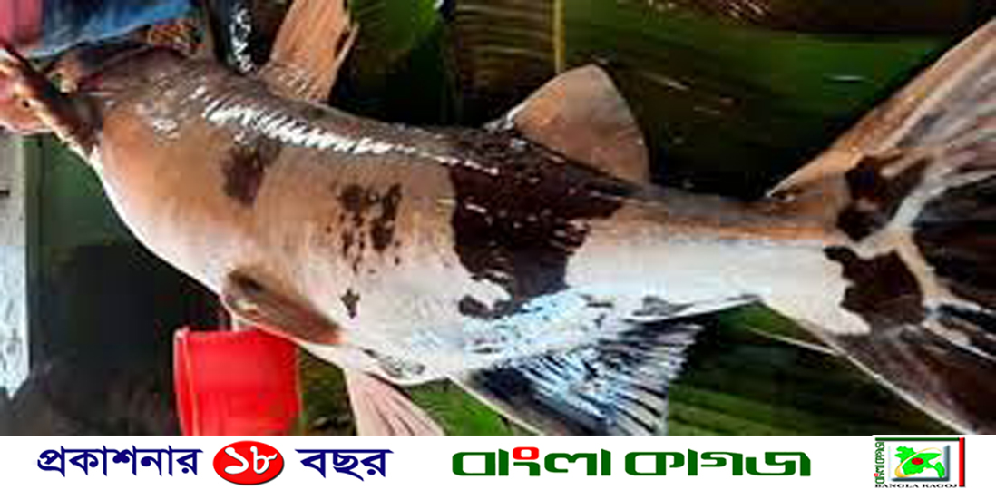 শ্রীমঙ্গলে মাছের মেলায় ৭২ কেজির বাঘাইড়