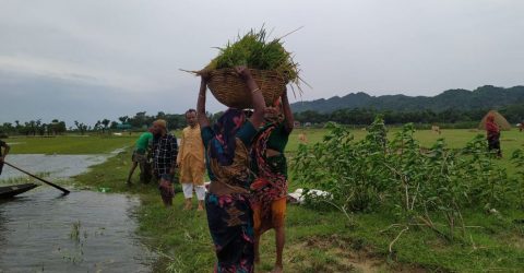 সুনামগঞ্জে পাহাড়ী ঢল আতঙ্ক: কাঁচা ধানেই কৃষকের ভরসা