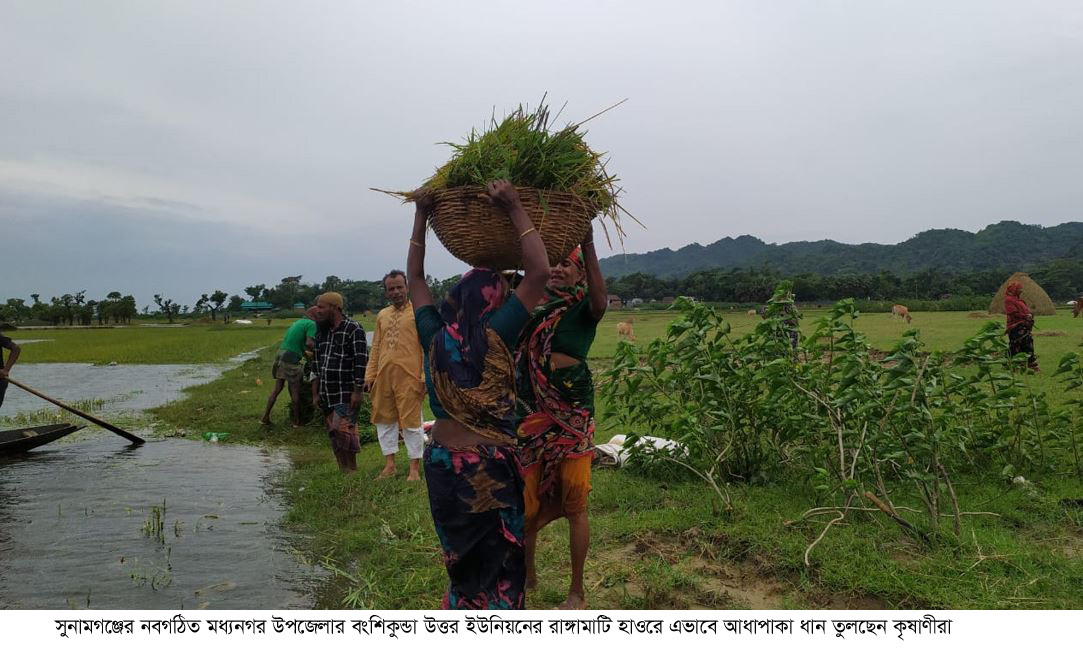 সুনামগঞ্জে পাহাড়ী ঢল আতঙ্ক: কাঁচা ধানেই কৃষকের ভরসা