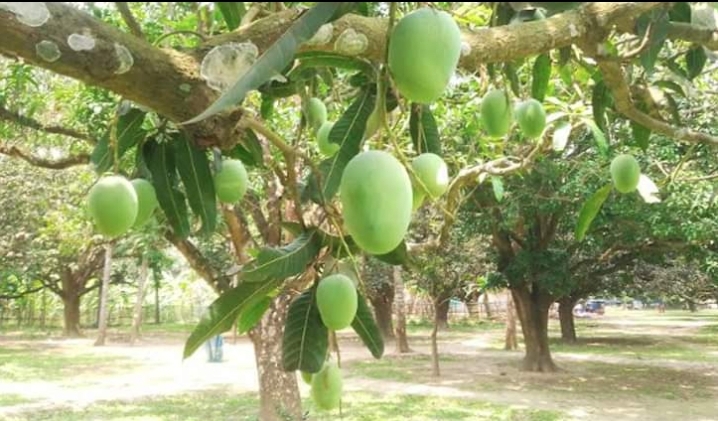 চাঁপাইতে এবার ২ হাজার কোটি টাকার আম বিক্রির সম্ভাবনা