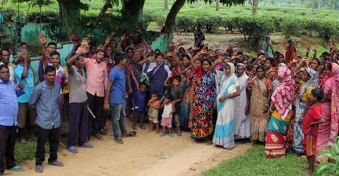 মৌলভীবাজারের চা বাগানের অধিকাংশ শ্রমিক কাজে যোগ দেয়নি