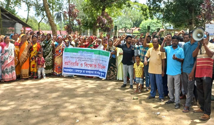 অষ্টম দিনে শ্রমিকদের বিক্ষোভ, নষ্ট হচ্ছে চা পাতা