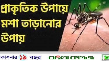 মশা তাড়ানোর ঘরোয়া ৭ উপায়