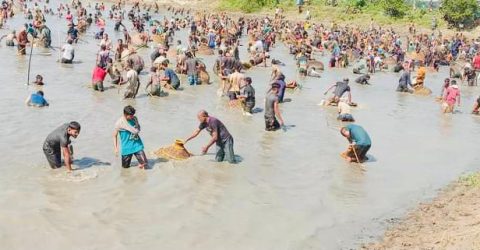 জগন্নাথপুরে পলো বাওয়া উৎসব, লোকে লোকারণ্য বিলপাড়