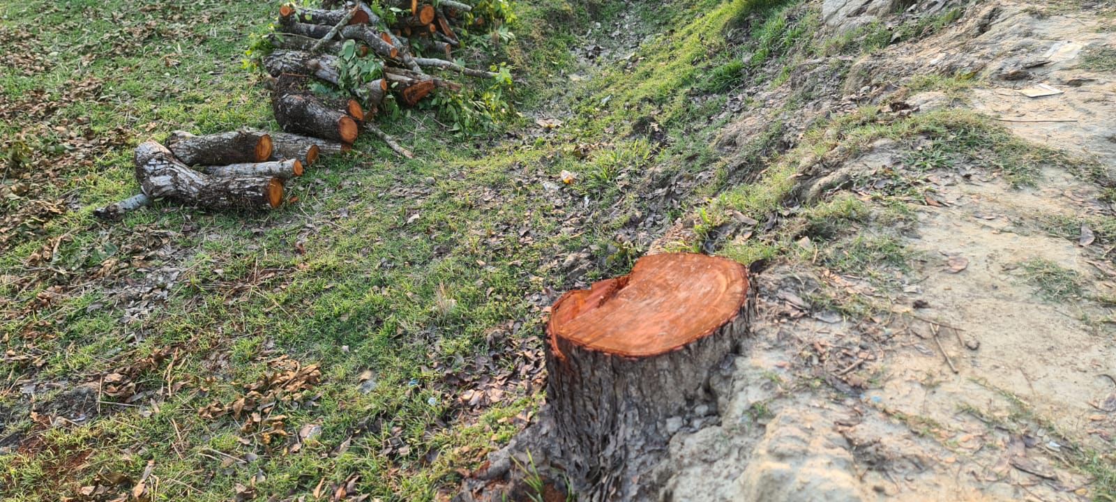 জগন্নাথপুর শ্রীরামসি সড়ক থেকে দুটি গাছ কেটে নেওয়ার অভিযোগ