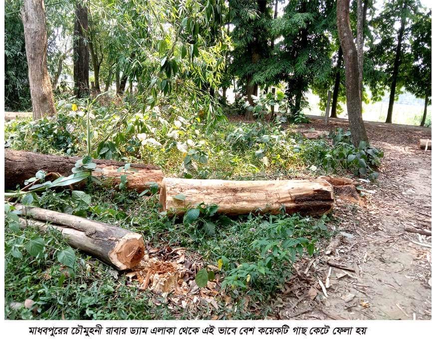 মাধবপুরে চৌমুহনী রাবার ড্যাম এলাকা থেকে গাছ কর্তণ: আটক ১