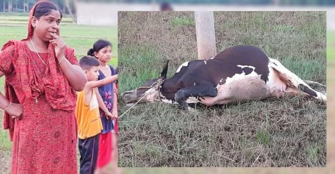 কুলাউড়ায় কোরবানির আগে বিদ্যুৎস্পৃষ্টে গরুর মৃত্যু, শোকে বাকরুদ্ধ খামারি