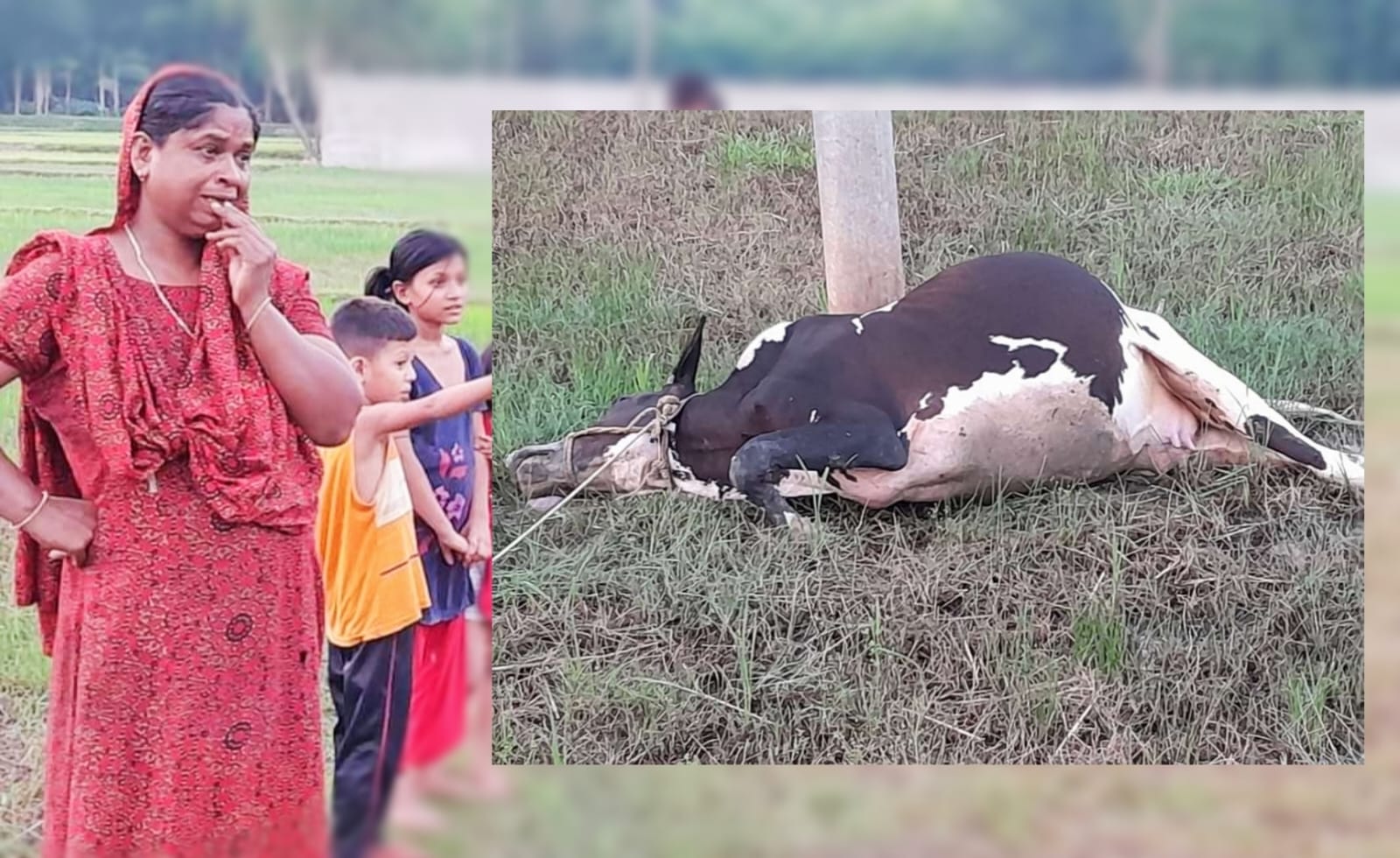 কুলাউড়ায় কোরবানির আগে বিদ্যুৎস্পৃষ্টে গরুর মৃত্যু, শোকে বাকরুদ্ধ খামারি