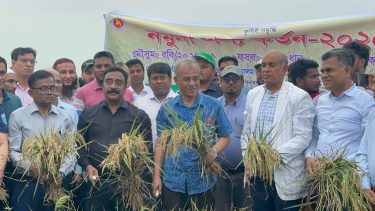 ২৪ এপ্রিল থেকে সরকারিভাবে ধান কেনা শুরু হবে: কৃষি উপদেষ্টা