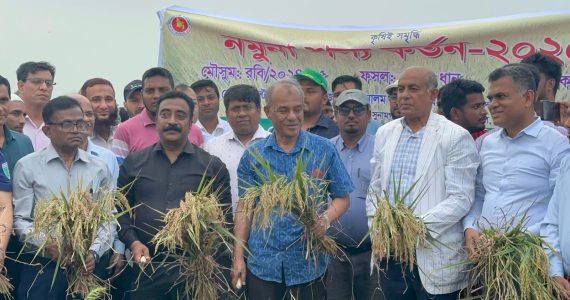 ২৪ এপ্রিল থেকে সরকারিভাবে ধান কেনা শুরু হবে: কৃষি উপদেষ্টা