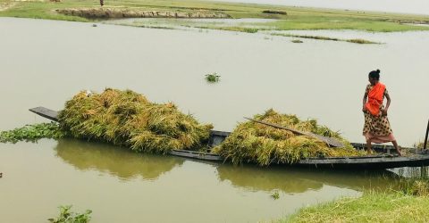পাকা ফসল নিয়ে শঙ্কা কাটছে না হাওরবাসীর