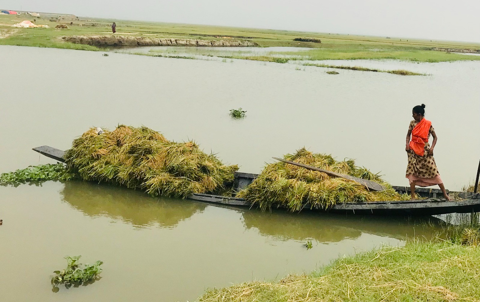 পাকা ফসল নিয়ে শঙ্কা কাটছে না হাওরবাসীর
