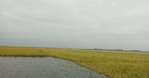 জগন্নাথপুরে টানা বৃষ্টিতে তলিয়ে যাচ্ছে বোরোধান