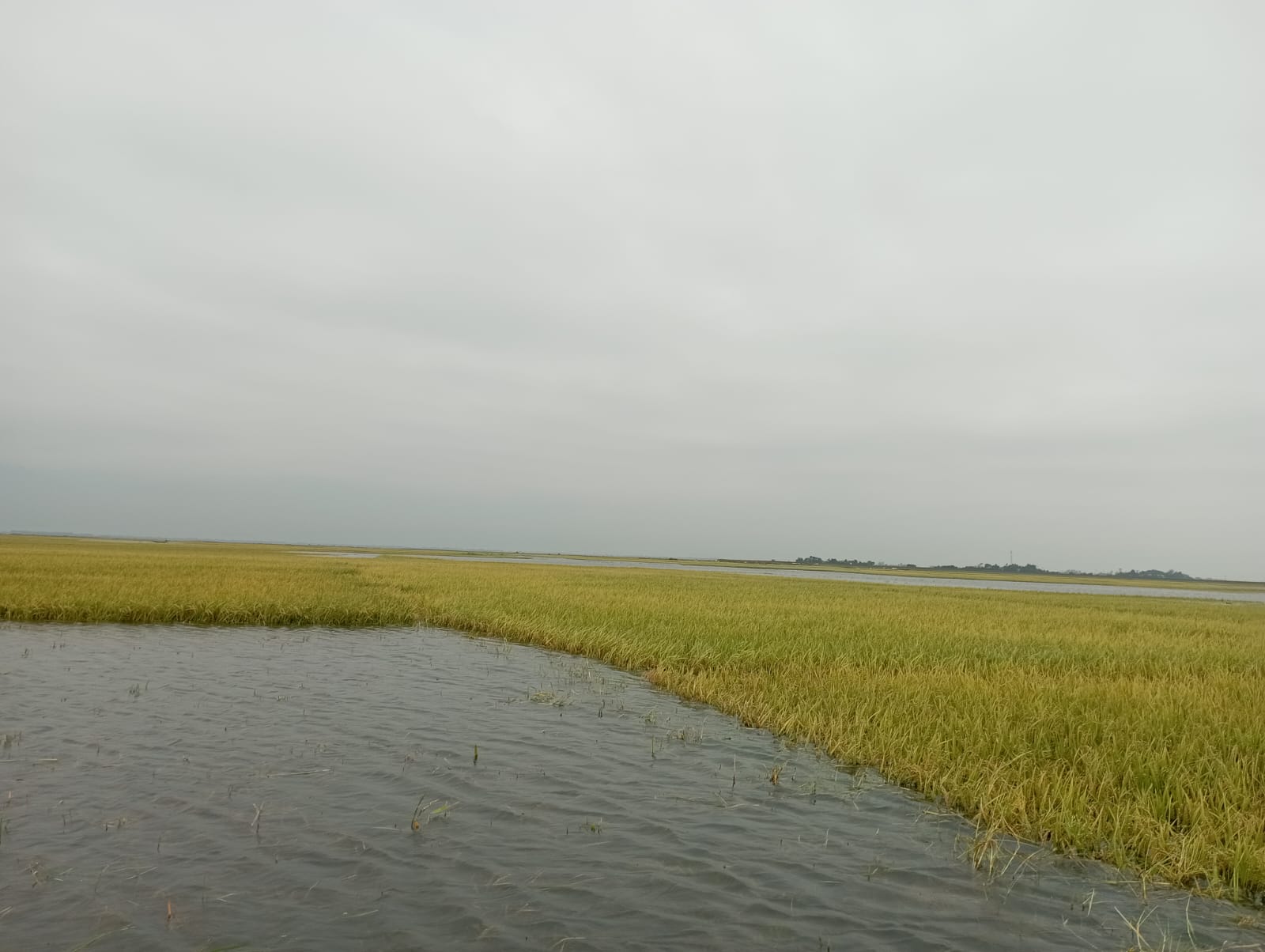 জগন্নাথপুরে টানা বৃষ্টিতে তলিয়ে যাচ্ছে বোরোধান