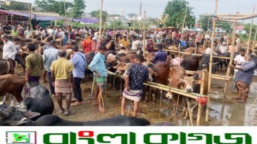 শেষ মুহূর্তে কোরবানির হাটে ‘বৃষ্টির বিঘ্নতা’  বিপাকে ক্রেতা-বিক্রেতা সবাই