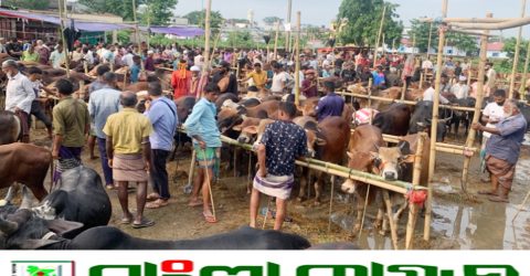 শেষ মুহূর্তে কোরবানির হাটে ‘বৃষ্টির বিঘ্নতা’  বিপাকে ক্রেতা-বিক্রেতা সবাই