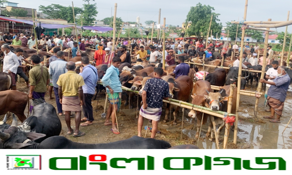 শেষ মুহূর্তে কোরবানির হাটে ‘বৃষ্টির বিঘ্নতা’  বিপাকে ক্রেতা-বিক্রেতা সবাই