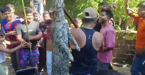 বন কর্মকর্তার সামনেই পিটিয়ে হত্যা মেছোবিড়াল, দায়িত্বে অবহেলার অভিযোগ