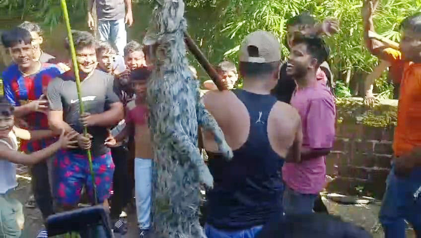 বন কর্মকর্তার সামনেই পিটিয়ে হত্যা মেছোবিড়াল, দায়িত্বে অবহেলার অভিযোগ